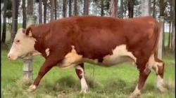 4 Vacas Hereford Prenhas