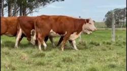 04 Vacas Hereford Prenhas