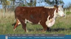 1 VACA HEREFORD PRENHA